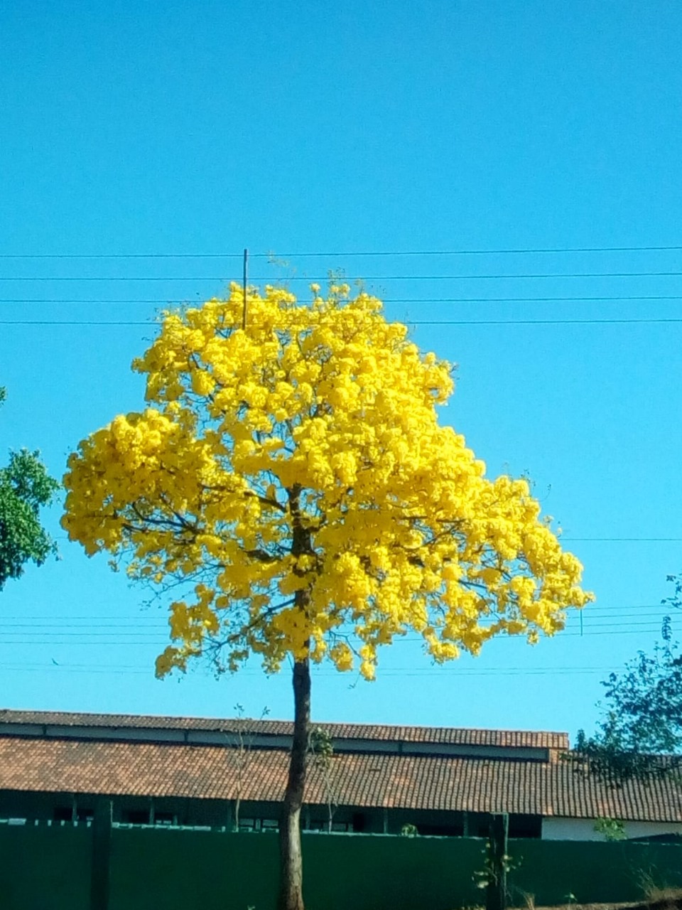 Imagem 3